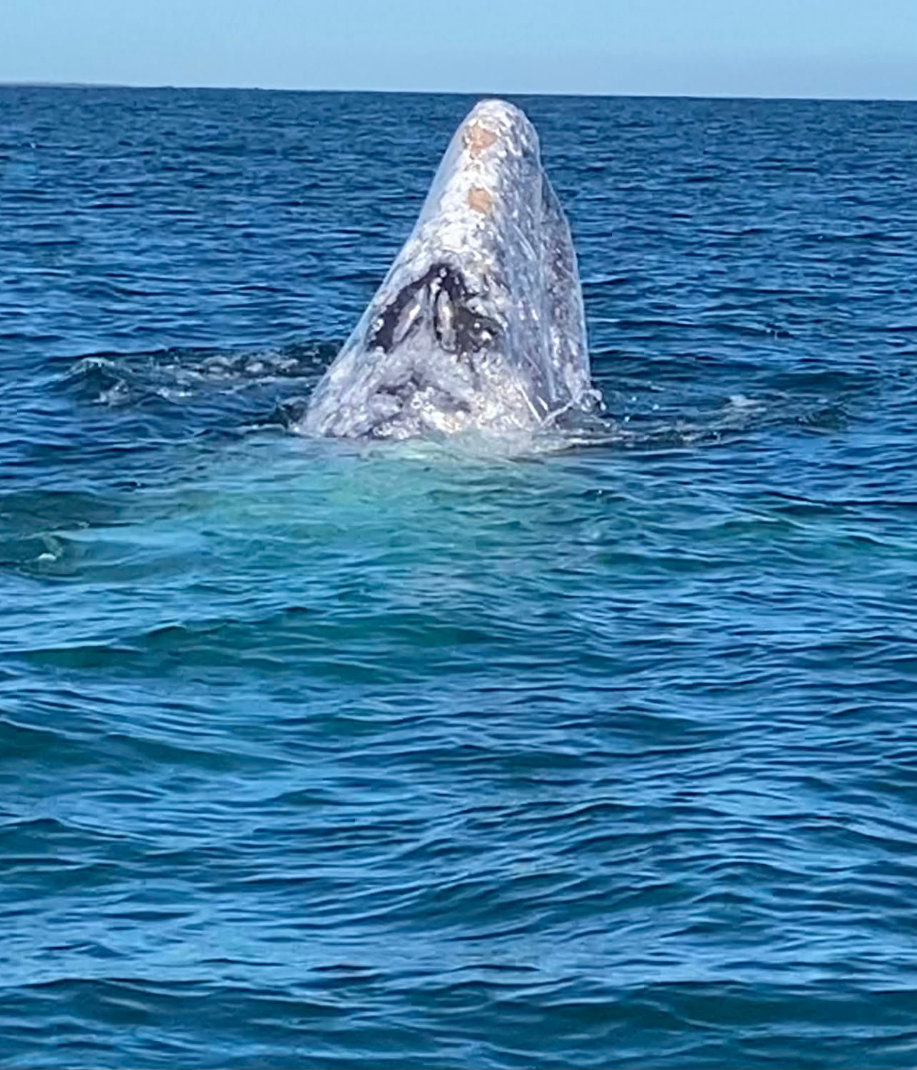 Ballena gris — El encuentro más íntimo con el gigante gris.